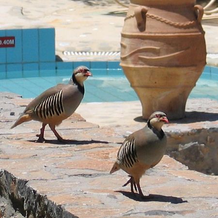 Country Hotel Velani Αβδού Εξωτερικό φωτογραφία