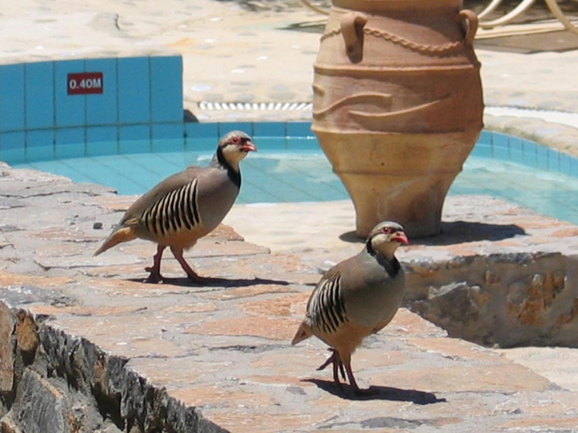 Country Hotel Velani Αβδού Εξωτερικό φωτογραφία